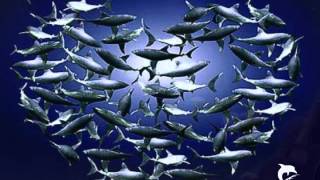 Walter Trout   Got a broken heart