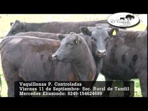 El Centinela de Las Sierras de Mercedes Elissondo - Proximo Viernes 11 de Septiembre en  Tandil