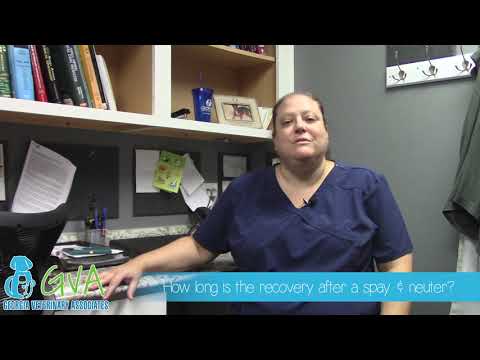 Spay & Neuter, Recovery: Frequently Asked Questions by Georgia Veterinary Associates with Dr. Reiss
