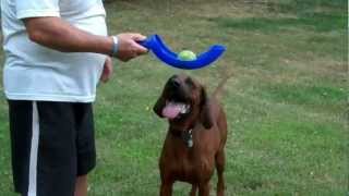preview picture of video 'Copper: Redbone Coonhound'
