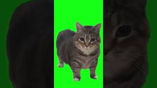 Download lagu Kucing akmal.mp4 #memes #meme #kucing #akmal #kucinglucu mp3 Download lagu Kucing akmal.mp4 #memes #meme #kucing #akmal #kucinglucu mp3