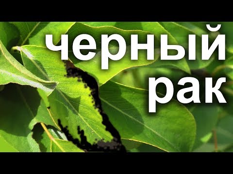 Бактериальный рак.Лечение черного рака плодовых деревьев.