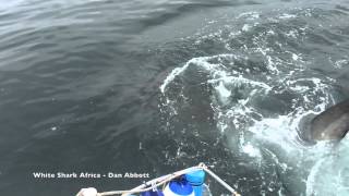 preview picture of video 'Awesome Great White Shark breach in South Africa!!'