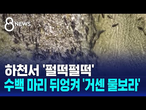 하천서 '펄떡펄떡'…수백 마리 뒤엉켜 '거센 물보라' / SBS 8뉴스