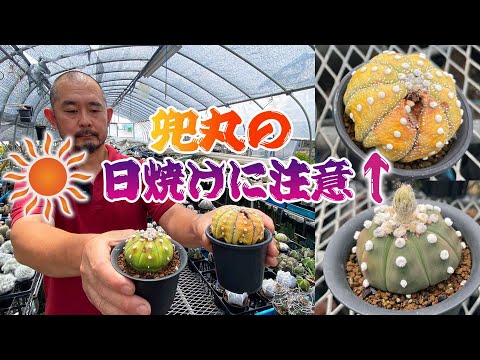 アストロフィツム・ミリオスティグマ