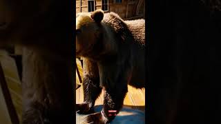 Download lagu 🐻 bear#shortvideo #funny #venom #animals #cute #bear #dothingsyoudontwanttodo mp3