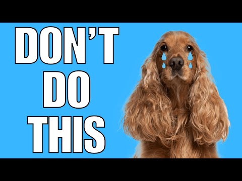 6 Things You Must NEVER Do To Your COCKER SPANIEL(EVER)
