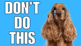 6 Things You Must NEVER Do To Your COCKER SPANIEL(EVER)
