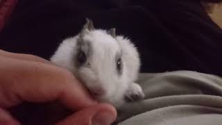 My baby bunny licking my fingers so much