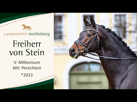 FREIHERR VON STEIN v. Millennium - Perechlest 2023