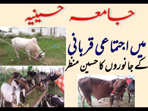 Beautiful view of sacrificial animals at Al-Jamia-Tul-Hussainia
