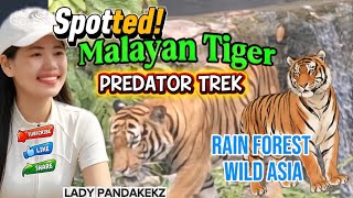 SPOTTED MALAYAN TIGER AT PREDATOR TREK RAIN FOREST WILD ADVENTURE | LADY PANDAKE