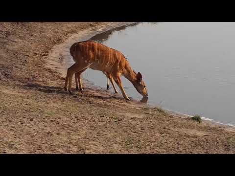 Djuma: Nyalas and Impalas - 07:41 - 09/21/19
