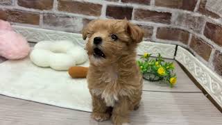 ハーフ犬の動画01