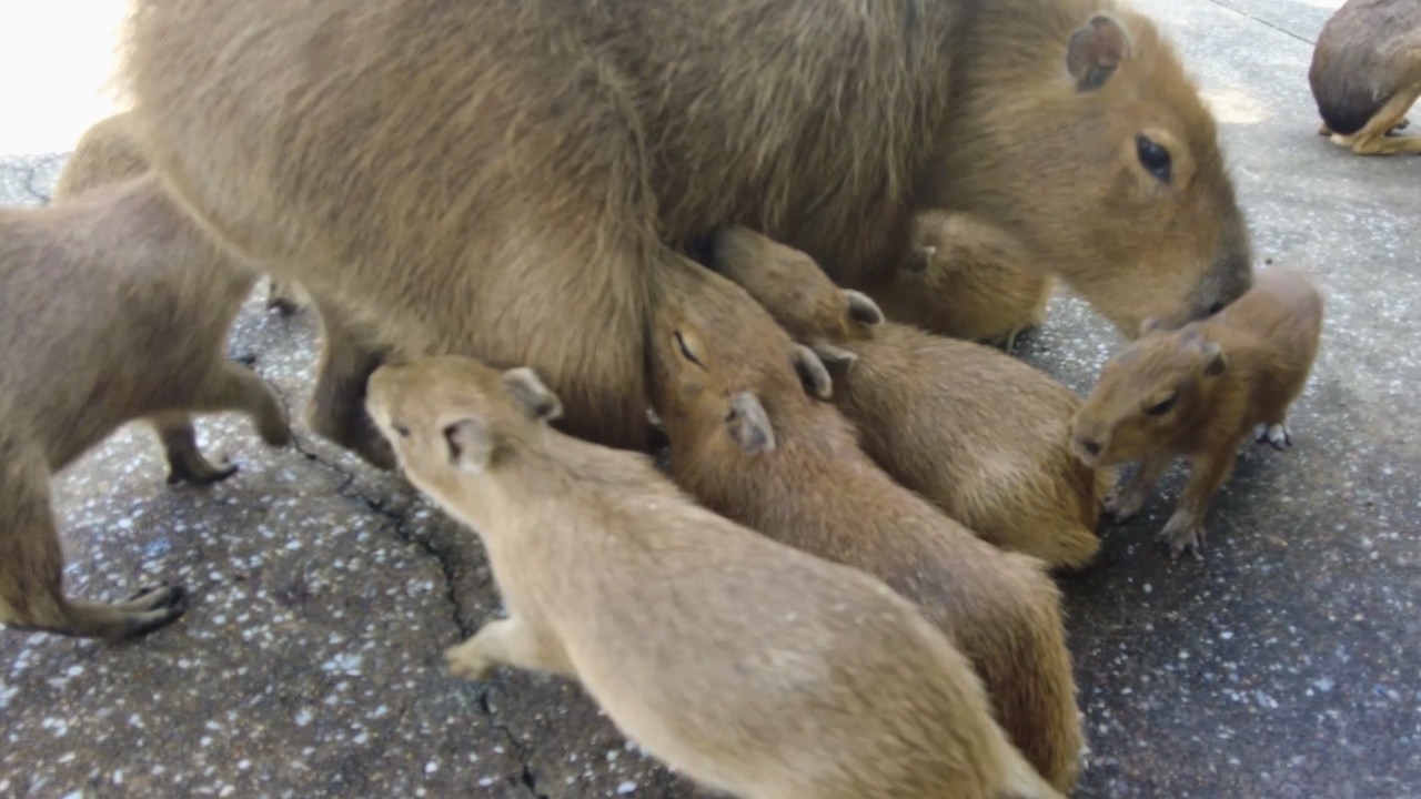 Baby Capybaras Do The Cutest Things Ever! 😍 Izu Animal Kingdom in Japan