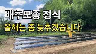 배추모종 정식 올해는 좀 늦추는게 좋을것같아요