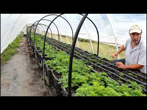 download lagu mp3 mp4 What Season Are Anemones Available, download lagu What Season Are Anemones Available gratis, unduh video klip What Season Are Anemones Available