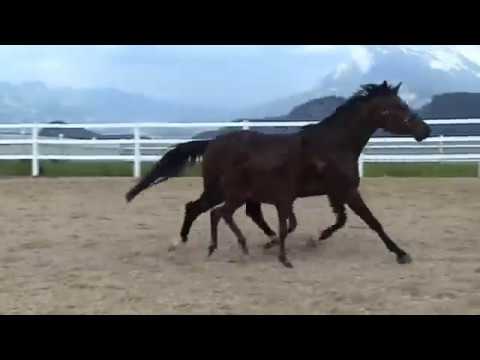 Hengstfohlen v Vannan (DdS-Kannan)Comme il Faut-Quidams Rubin-Ramiro-Landgraf