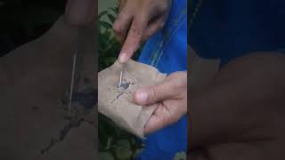 Download lagu Testimoni Pupuk Eco Farming Slow Release di Tabulapot Durian Montong. mp3