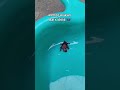 ♥️Saving Bat's Child🦇 चमगादड़ का बच्चा #trending #viral #youtubeshorts #shorts