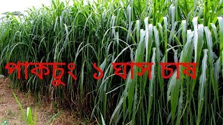 ঘাস চাষ