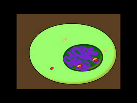 ENDOCRINE SYSTEM: THYROID AND STEROID HORMONE ACTION