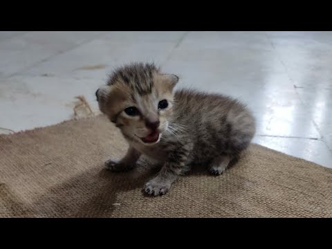 Twin Cats Maaza Frooti Part - 1