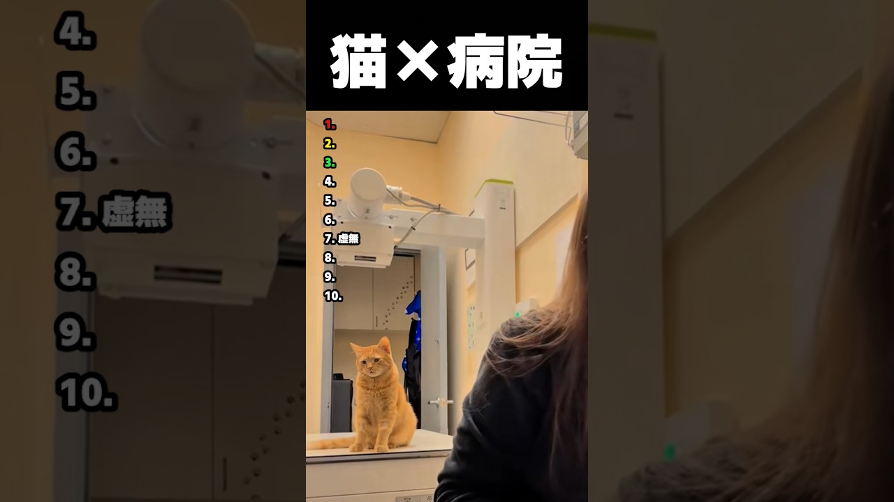 猫が病院に行くとどうなるのか