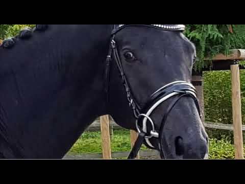 Zauberland von Timberland   www.elmarshausen.de