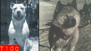 Top 10 increíbles razas de perros que se extinguieron
