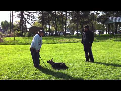 Audi Obedience 4 months - Dean Calderon Seminar 4/16/11