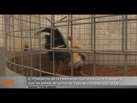 “Las peleas de gallos cumplen la Ley”