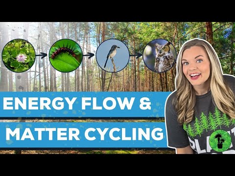 Energy Flow & Matter Cycling in Ecosystems
