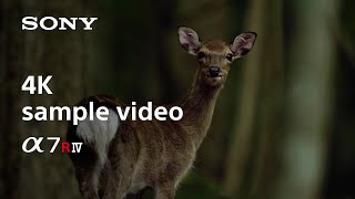 Video 4 of Product Sony A7R IV / A7R IVa (A7R4) Full-Frame Mirrorless Camera (2019)