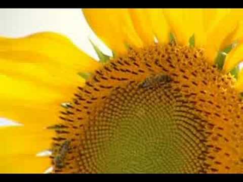 Pollination - The importance of bees