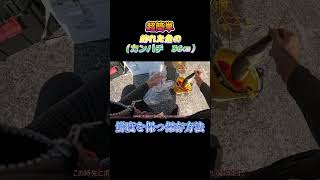 超簡単！釣った魚（カンパチ　36㎝）を鮮度を保つ方法で保存してみた。#shorts #釣り #ショアジギング