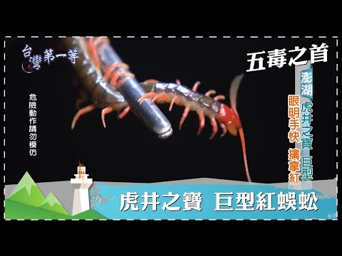 台灣地蜈蚣