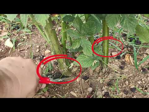 Rezidba kupine nakon berbe - Savjeti za početnike