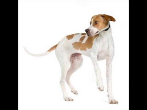 American Pointer