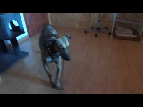 Vídeo de STITCH