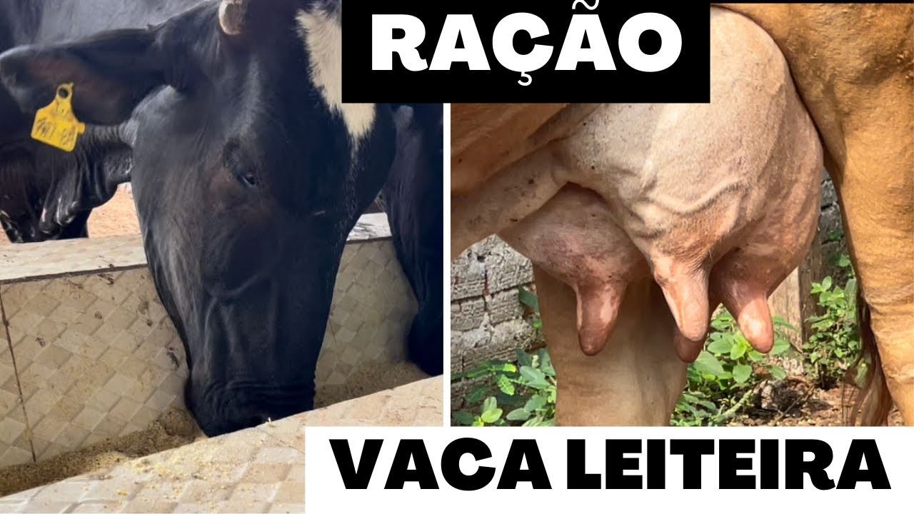 MUITO LEITE! MELHOR RAÇÃO PARA VACA LEITEIRA! FÁCIL, Simples e BARATA! Você vai se surpreender! Moab