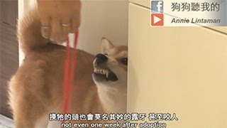 狗狗聽我的 - 領養咬人狗 (Adopting a Biting Dog)