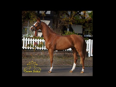 Fürst Wilhelm x Dimaggio 2017