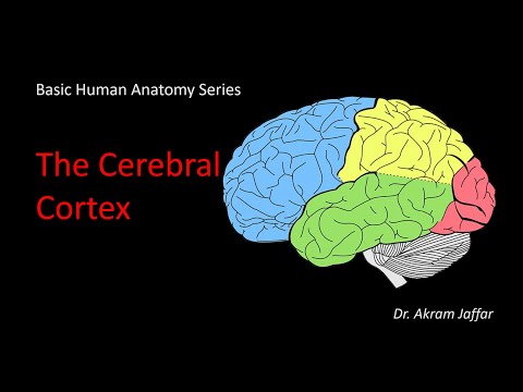 Corteza cerebral