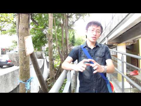 小葉欖仁樹花語