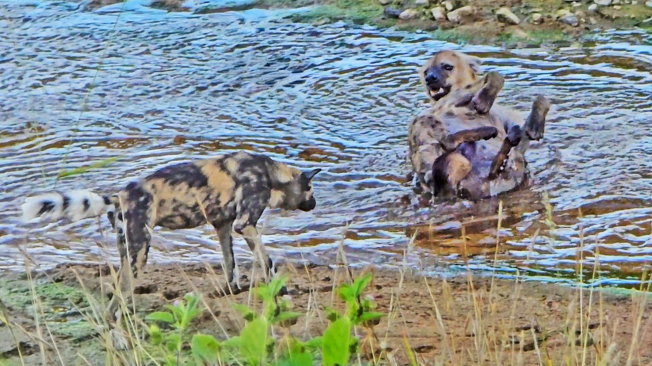 Angry Wild Dogs Ruin a Hyena's Bath Time
