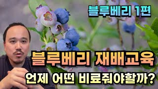 2025년) 블루베리 언제 어떤 비료를 줘야 할까? | 블루베리 재배교육 1편 | 농사 100단