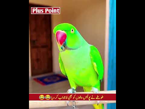 طوطے نے پولیس والوں کو بھی لاجواب کر دیا 😂😂