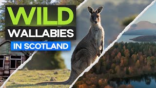 Wild WALLABIES in SCOTLAND! - A Weekend Adventure