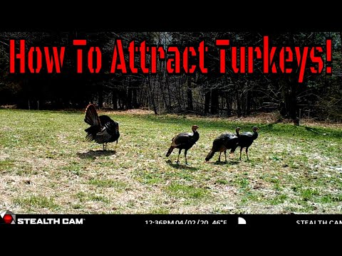 How To Attract Turkeys To Your Land! YOU NEED GREEN FOOD!